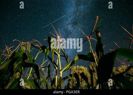 Vista dal basso della notte il cielo stellato con la Via Lattea da mais verde campo di mais piantagione in estate stagione agricola. La notte delle stelle sopra Cornfield In Au Foto Stock