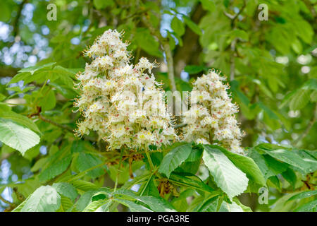 Fiori bianchi dell'ippocastano Foto Stock