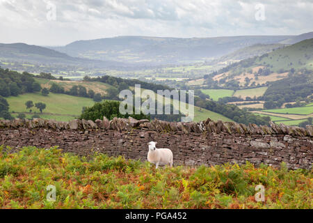 Pecore e in pietra a secco al di sopra della parete Crucorney Foto Stock