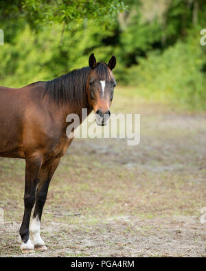 Cavallo per godere del suo ambiente e dintorni con fogliame sullo sfondo. Immagine. Foto. Immagine. Ritratto. Foto Stock