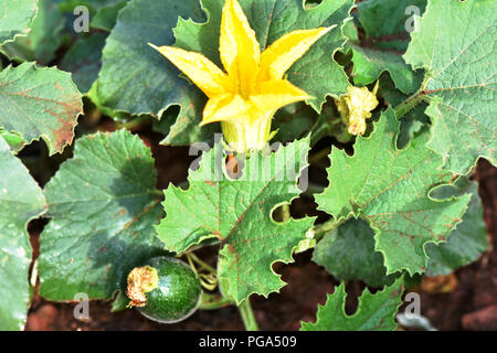Un gioiello di fiori di zucca in un orto in splendida giallo contro lo sfondo di fresche foglie verdi e ricco terreno. Un ape è lo zoom intorno Foto Stock