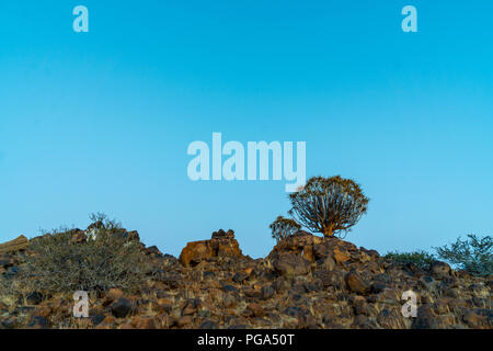 Quivertrees sono unici per i deserti della Namibia in estate Foto Stock