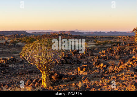 Quivertrees sono unici per i deserti della Namibia al mattino Foto Stock