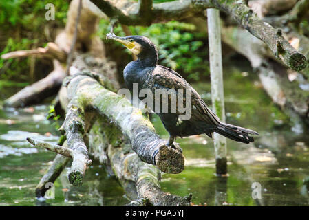 Cormorano Nero Foto Stock