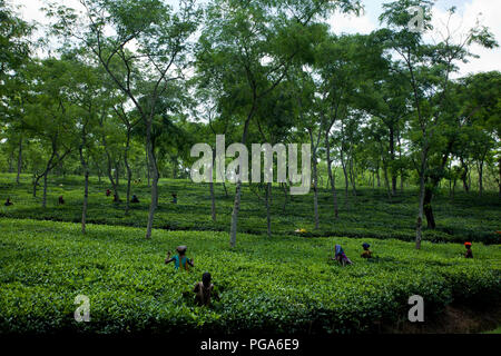 Femmina di foglie di tè pluckers lavoro presso il giardino del te'. Srimangal, Moulvibazar, Bangladesh. Foto Stock