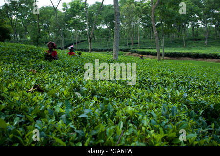 Femmina di foglie di tè pluckers lavoro presso il giardino del te'. Srimangal, Moulvibazar, Bangladesh. Foto Stock