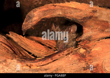 Casa mouse (Mus musculus), Adulto, guarda da sottobosco, vigile, curioso, interessati, carino, Germania Foto Stock