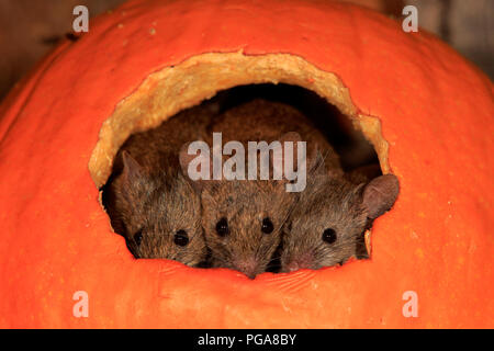 Casa di tre topi (Mus musculus), Adulto, guardando fuori di zucca, curioso, interessati, carino, animale ritratto, Germania Foto Stock