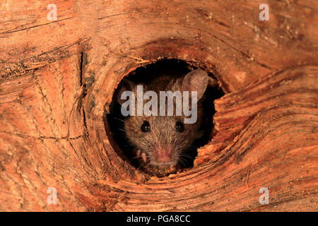 Casa mouse (Mus musculus), Adulto, guarda fuori di knothole, vigile, curioso, interessati, carino, animale ritratto, Germania Foto Stock