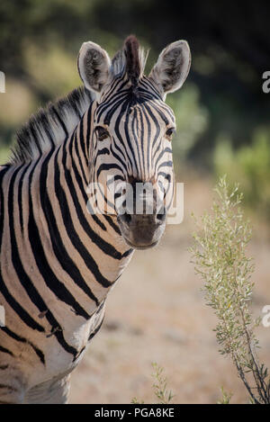 La Burchell Zebra (Equus quagga burchelli), animale ritratto, il Parco Nazionale di Etosha, Namibia Foto Stock
