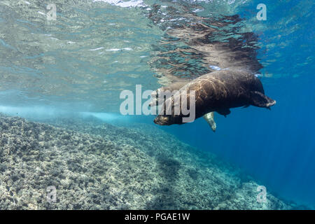 Maschio di leone marino della California custodendo l'Harem, la Reina, Mare di Cortez (Zalophus californianus) Foto Stock