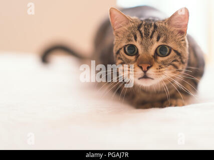 Bellissimo il gatto domestico a casa Foto Stock