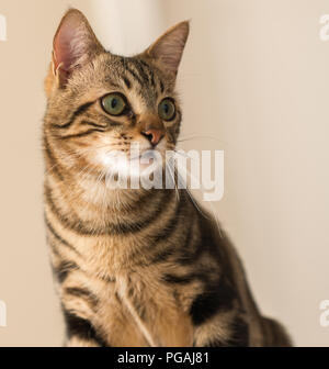 Bellissimi i gatti Gatto a casa. Animale domestico Foto Stock