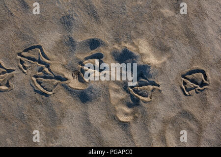 Uccello con piedi palmati ha camminato nella sabbia Foto Stock