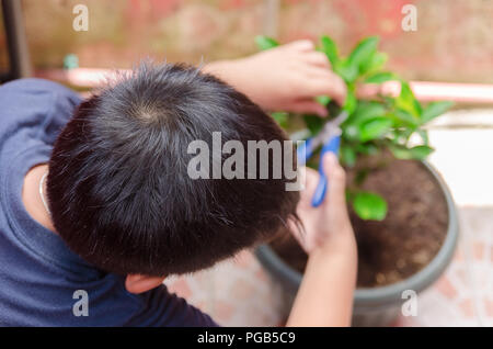 Giovane ragazzo calamansi raccolta frutti da un giardino di casa Foto Stock