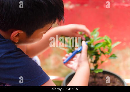 Giovane ragazzo calamansi raccolta frutti da un giardino di casa Foto Stock