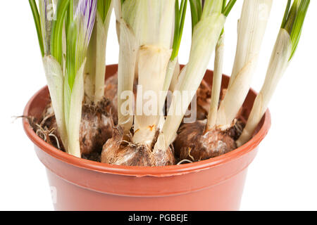 Radici di un crocus isolato su uno sfondo bianco Foto Stock