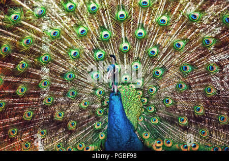 Closeup ritratto di un pavone/peafowl Foto Stock