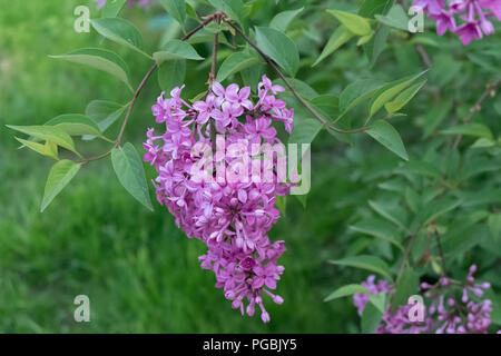 Fioriture di Lilla. Un bel mazzo di lillà closeup. Fiori lilla in giardino. Foto Stock