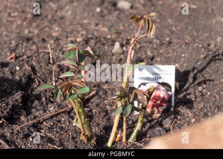 Piantati giovani cespugli di rose in un giardino su un lato Foto Stock