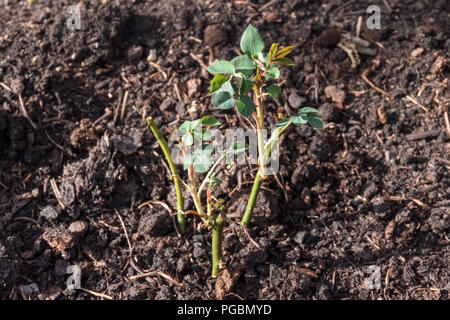 Piantati giovani cespugli di rose in un giardino su un lato Foto Stock