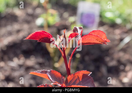 Piantati giovani cespugli di rose in un giardino su un lato Foto Stock