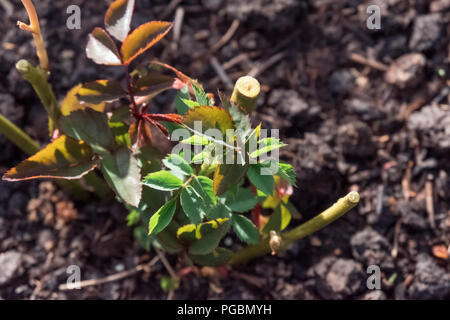 Piantati giovani cespugli di rose in un giardino su un lato Foto Stock