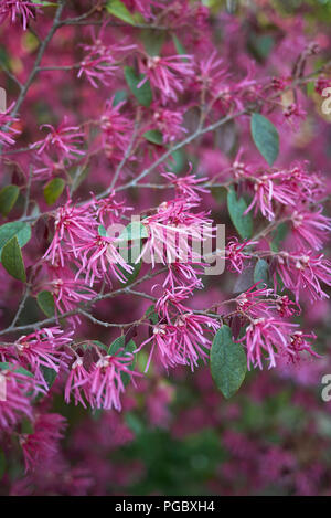 Loropetalum chinense rubrum Foto Stock