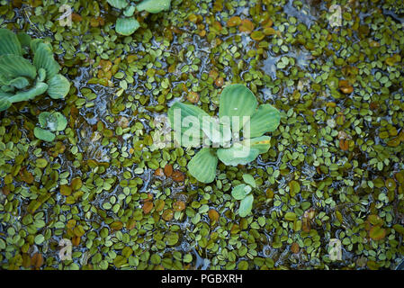 Salvinia minimi e Pistia floating Foto Stock