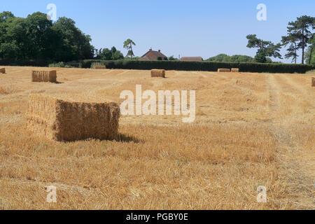 Un raccolto di fresco campo con balle di fieno disteso sul terreno Foto Stock