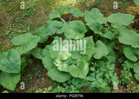 Telekia speciosa fogliame Foto Stock
