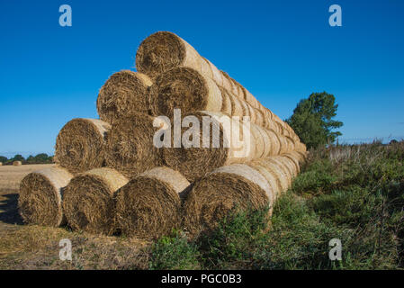 Rotondo grande balle di fieno accatastati nel campo ed è pronta per l'autunno dopo la raccolta del mais Foto Stock