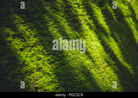 Il muschio verde natura in deep forest coprire il vecchio muro di mattoni Foto Stock