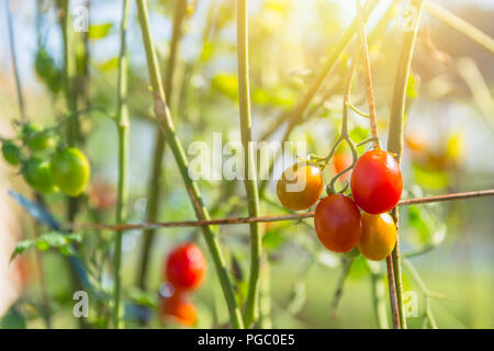 Pomodoro ciliegino di piccole dimensioni mini impianto crescere in cortile Foto Stock