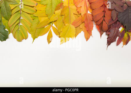 Fogliame di autunno su sfondo bianco. Foglie colorate confine. Foto Stock