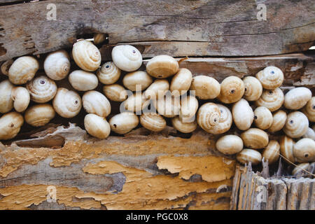 Un gruppo di molti lumache raggruppati su un asse di legno recinzione Foto Stock