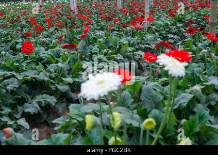 Commercio all'ingrosso mercato di fiori, godkhali,Jhikorgacha, jessore 2016 Foto Stock