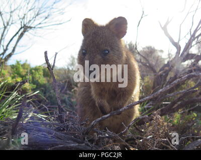 Animali più felici sulla terra-Quokka-Setonix brachyurus sull'Isola di Rottnest, Australia occidentale Foto Stock