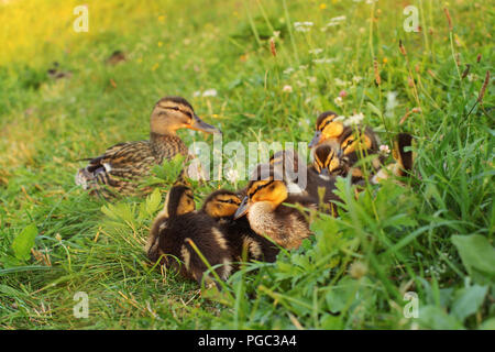 Gruppo di giovani germano reale (wild anatroccolo) posa sull'erba, ottenere pronto per dormire, madre anatra in background. Foto Stock