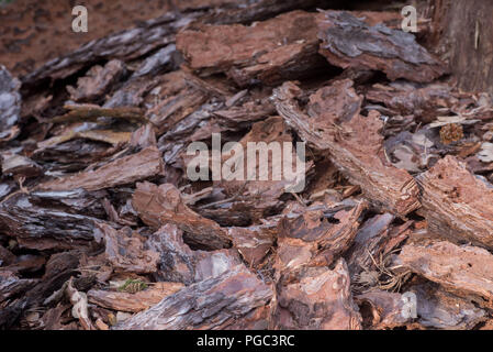 Pezzi di corteccia di pino sul terreno macro Foto Stock