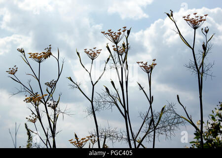 Finocchio (Foeniculum vulgare) maestosi steli dei fiori contro un cielo estivo Foto Stock