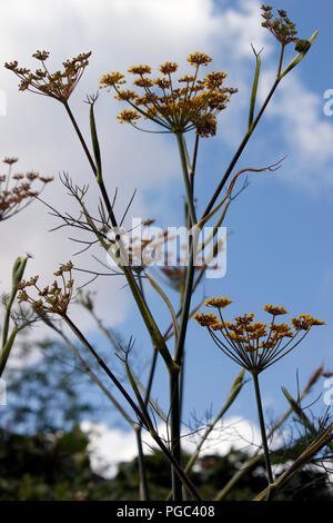 Finocchio (Foeniculum vulgare) maestosi steli dei fiori contro un cielo estivo Foto Stock