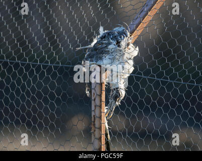 Gabbiano morto, catturati nel recinto di filo, Lancashire, Regno Unito Foto Stock