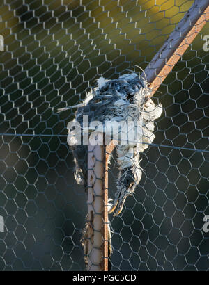 Gabbiano morto, catturati nel recinto di filo, Lancashire, Regno Unito Foto Stock