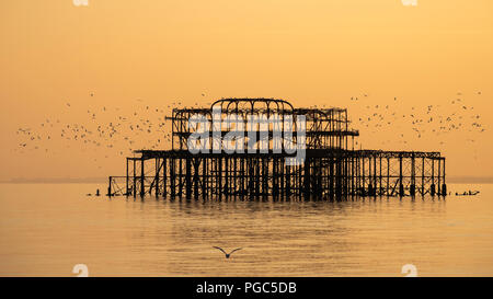 Panorama del vecchio molo Ovest di Brighton al tramonto con un Flock of Seagulls cerchiare la rovina del molo, East Sussex, Inghilterra Foto Stock