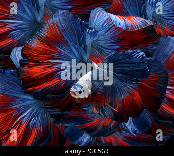 Colorati misti fancy betta saimese lotta del movimento di pesce e il colore di sfondo nero. Foto Stock