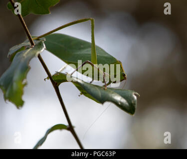 Katydid insetto su un ramo verde con un camuffamento visualizzando il suo colore verde, le antenne e gli occhi, nel suo ambiente e dintorni. Immagine. Ritratto. Foto Stock