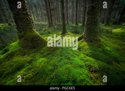 Gougane Barra National Forest Park, Gougane Barra, County Cork, West Cork, Irlanda. Foto Stock