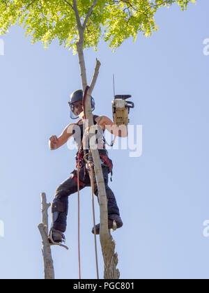 Albero femmina chirurgo saldi sulla cima di un albero con una sega a nastro. Foto Stock