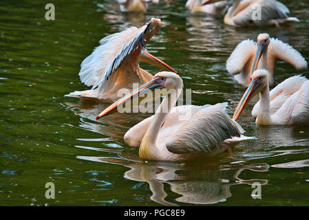Pellicani uccelli selvatici Foto Stock